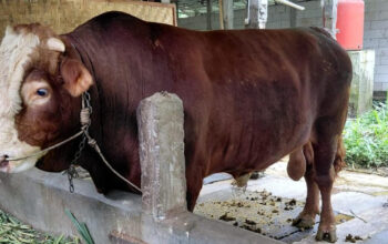 Sapi Kurban Prabowo 1,3 Ton Fakta Mengejutkan Simental