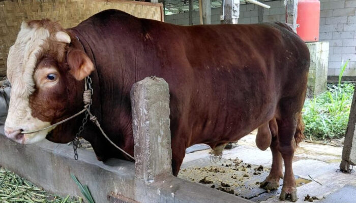 Sapi Kurban Prabowo 1,3 Ton Fakta Mengejutkan Simental