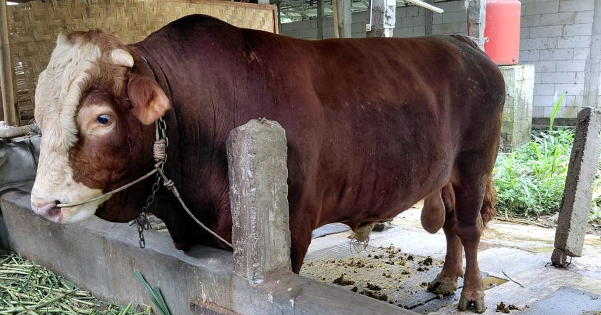 Sapi Kurban Prabowo 1,3 Ton Fakta Mengejutkan Simental
