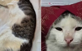 Selamat Jalan Bobo Onde Mande Ikon Meme Viral Tutup Usia