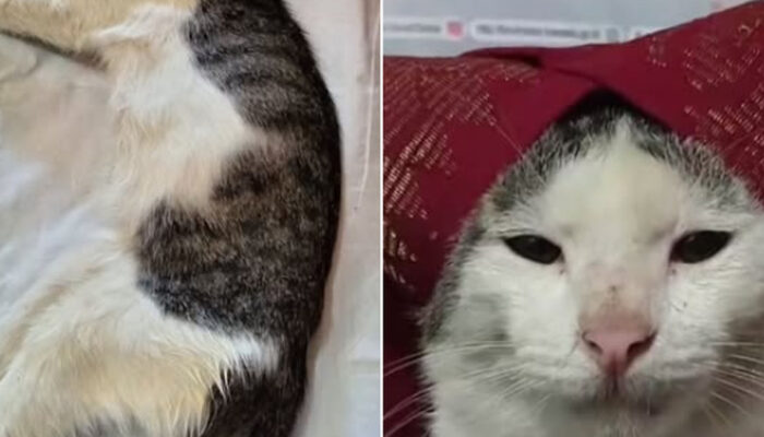 Selamat Jalan Bobo Onde Mande Ikon Meme Viral Tutup Usia