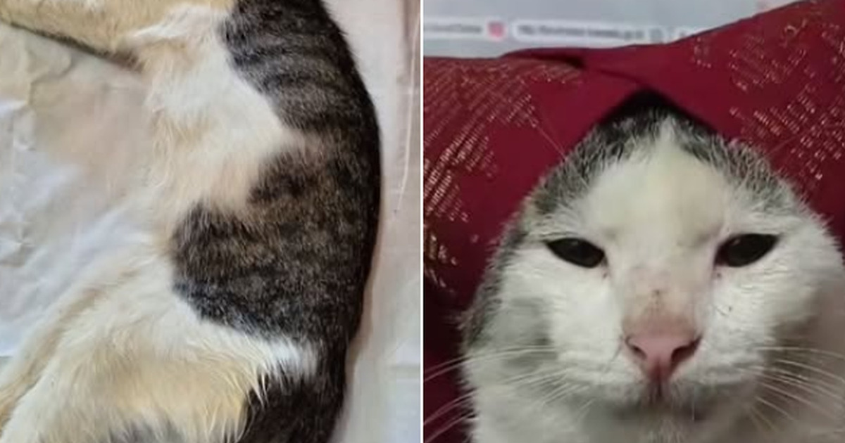 Selamat Jalan Bobo Onde Mande Ikon Meme Viral Tutup Usia