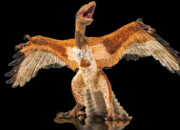 Terungkap Burung di Sekitarmu Ternyata Keturunan Dinosaurus!