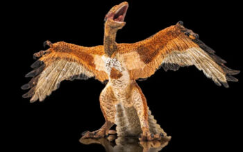 Terungkap Burung di Sekitarmu Ternyata Keturunan Dinosaurus!