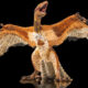 Terungkap Burung di Sekitarmu Ternyata Keturunan Dinosaurus!