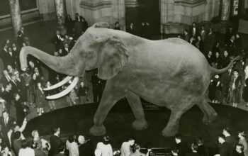 Terungkap Gajah Terbesar Dunia Kalahkan T-Rex Bobotnya