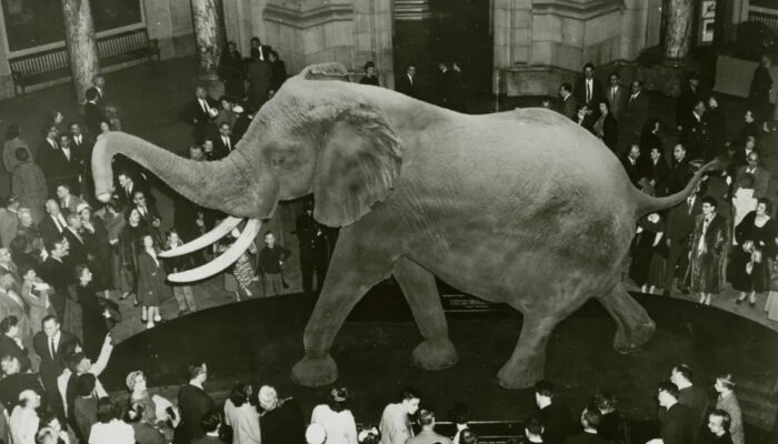 Terungkap Gajah Terbesar Dunia Kalahkan T-Rex Bobotnya