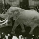 Terungkap Gajah Terbesar Dunia Kalahkan T-Rex Bobotnya