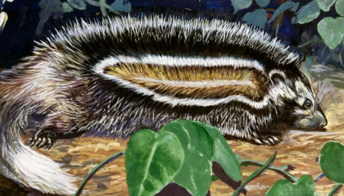 Tikus Ini Punya Racun Pembunuh Gajah Jangan Kaget!