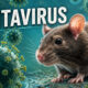 Viral Tweet 2022 Prediksi Hantavirus 2026 Gegerkan Dunia Maya