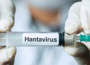 Virus Tikus Mematikan Mengintai Dunia Akibat Iklim Berubah