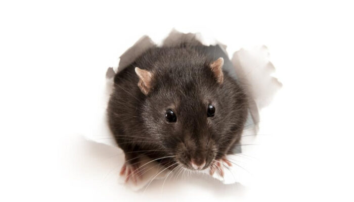 Waspada Hantavirus Fakta BRIN Ungkap Bahaya Tikus Liar