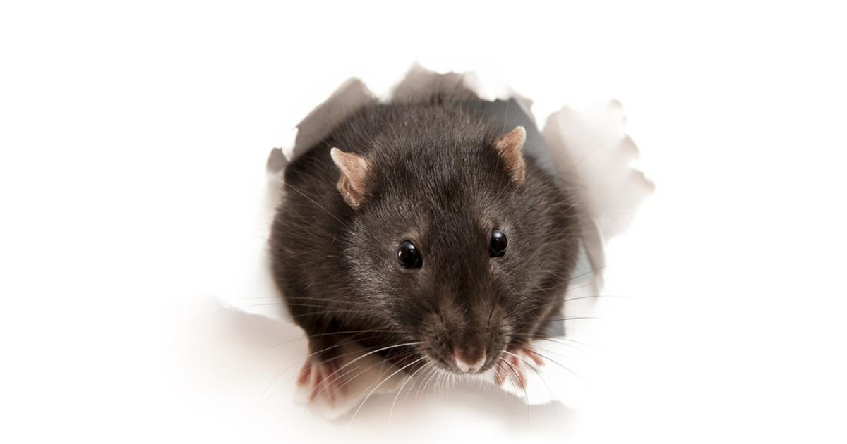 Waspada Hantavirus Fakta BRIN Ungkap Bahaya Tikus Liar