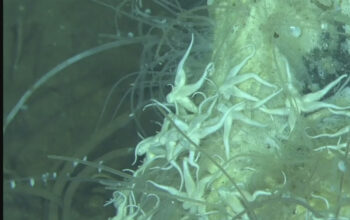 Misteri Dasar Laut Terkuak Kuburan Jutaan Paus Purba Ditemukan