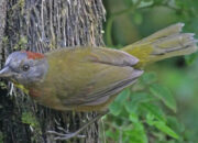 Terungkap Burung Beracun Baru Papua Bikin Heboh Ilmuwan