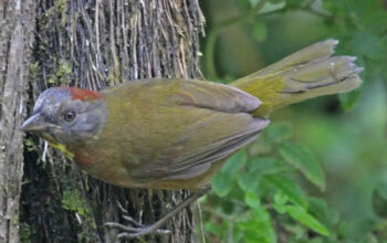 Terungkap Burung Beracun Baru Papua Bikin Heboh Ilmuwan