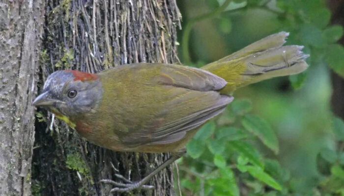 Terungkap Burung Beracun Baru Papua Bikin Heboh Ilmuwan