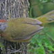 Terungkap Burung Beracun Baru Papua Bikin Heboh Ilmuwan