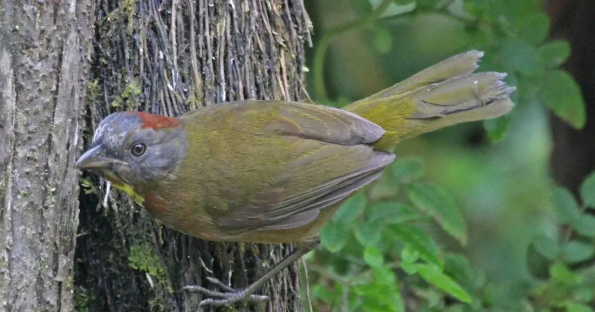 Terungkap Burung Beracun Baru Papua Bikin Heboh Ilmuwan