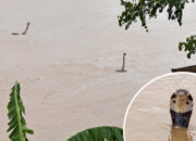 Banjir China Horor Ular Kobra Berkeliaran Warga Panik