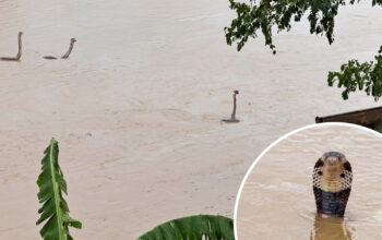 Banjir China Horor Ular Kobra Berkeliaran Warga Panik