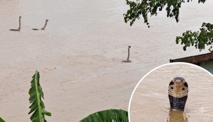 Banjir China Horor Ular Kobra Berkeliaran Warga Panik