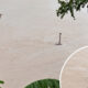 Banjir China Horor Ular Kobra Berkeliaran Warga Panik