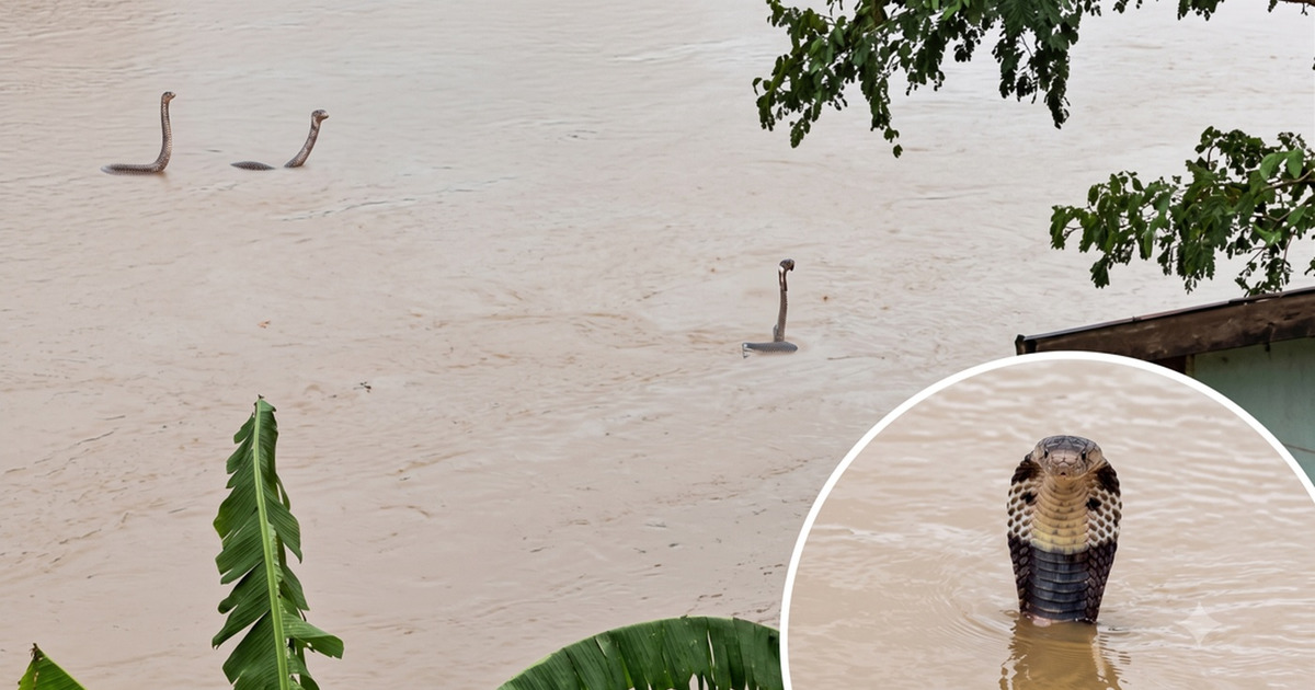 Banjir China Horor Ular Kobra Berkeliaran Warga Panik