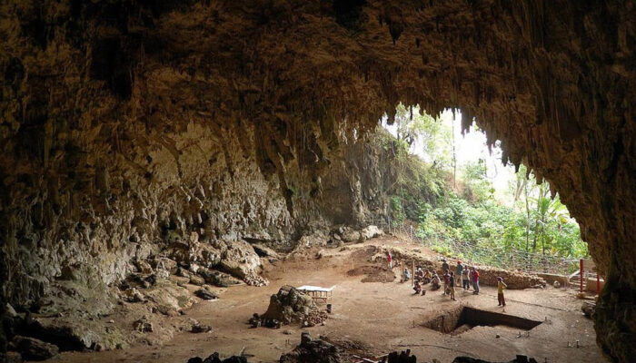 Hobbit Flores Ternyata Pemakan Bangkai Komodo Terungkap!