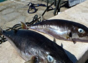 Ikan Buntal Beracun Invasi Laut Mediterania Imbalan Menanti