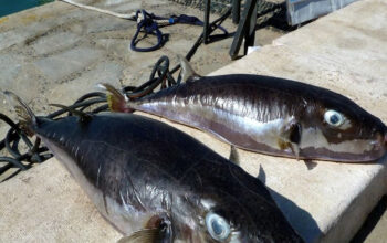 Ikan Buntal Beracun Invasi Laut Mediterania Imbalan Menanti