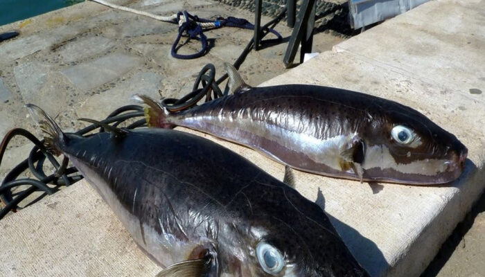 Ikan Buntal Beracun Invasi Laut Mediterania Imbalan Menanti