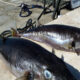 Ikan Buntal Beracun Invasi Laut Mediterania Imbalan Menanti
