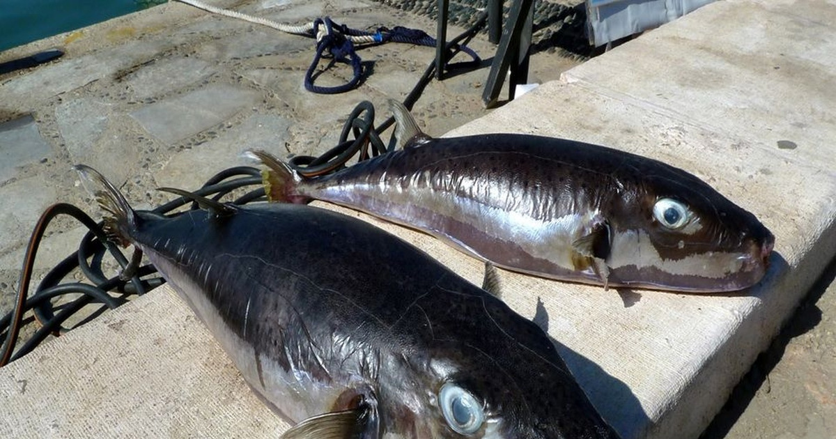 Ikan Buntal Beracun Invasi Laut Mediterania Imbalan Menanti