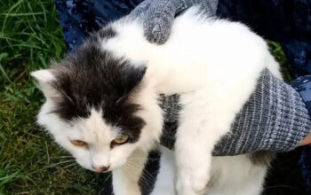Kucing Jadi Kurir Narkoba Ditangkap Wajah Polosnya Bikin Gempar