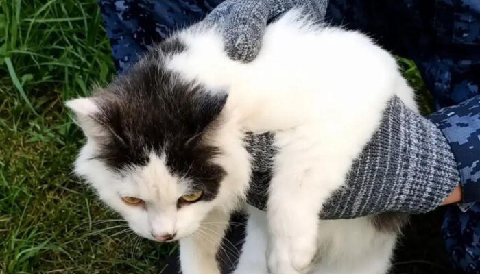Kucing Jadi Kurir Narkoba Ditangkap Wajah Polosnya Bikin Gempar