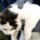 Kucing Jadi Kurir Narkoba Ditangkap Wajah Polosnya Bikin Gempar