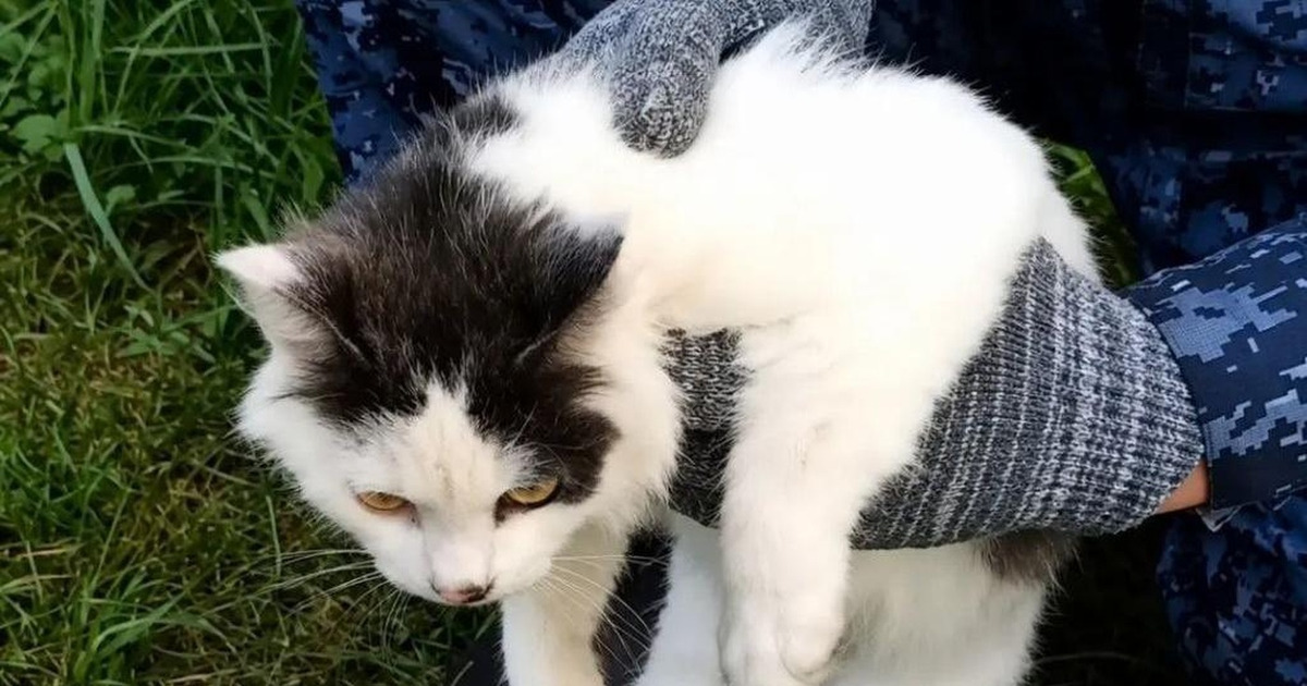 Kucing Jadi Kurir Narkoba Ditangkap Wajah Polosnya Bikin Gempar