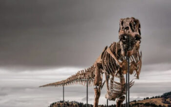 Rahasia Gus T-Rex Termahal Sedunia Laku Rp 906 Miliar