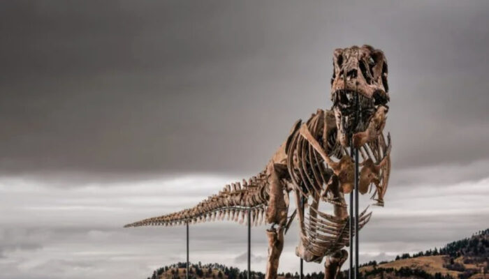 Rahasia Gus T-Rex Termahal Sedunia Laku Rp 906 Miliar