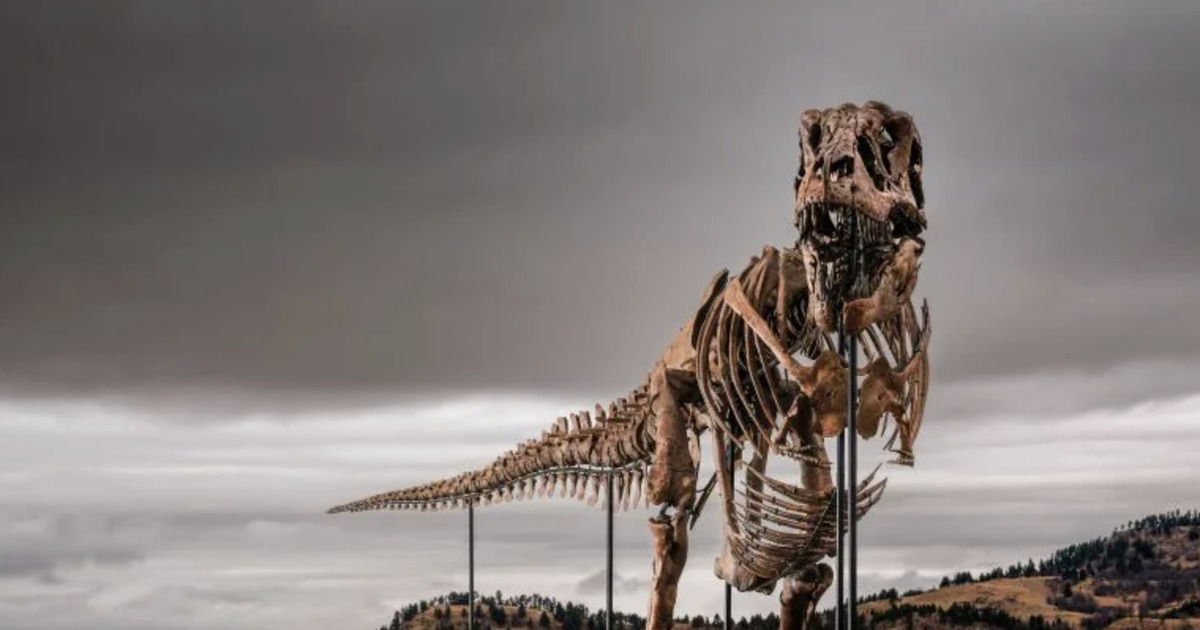 Rahasia Gus T-Rex Termahal Sedunia Laku Rp 906 Miliar
