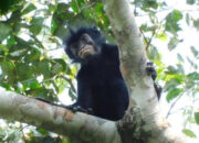 Spesies Monyet Unik Bibir Oranye Menggegerkan Dunia