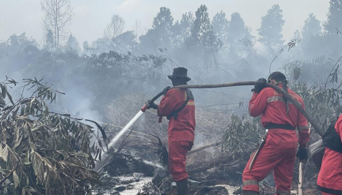 Cek Titik Panas Karhutla dari Ponselmu Begini Caranya
