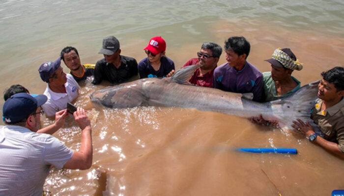 Lele Raksasa Mekong Langka Diselamatkan Rekor Penyelamatan
