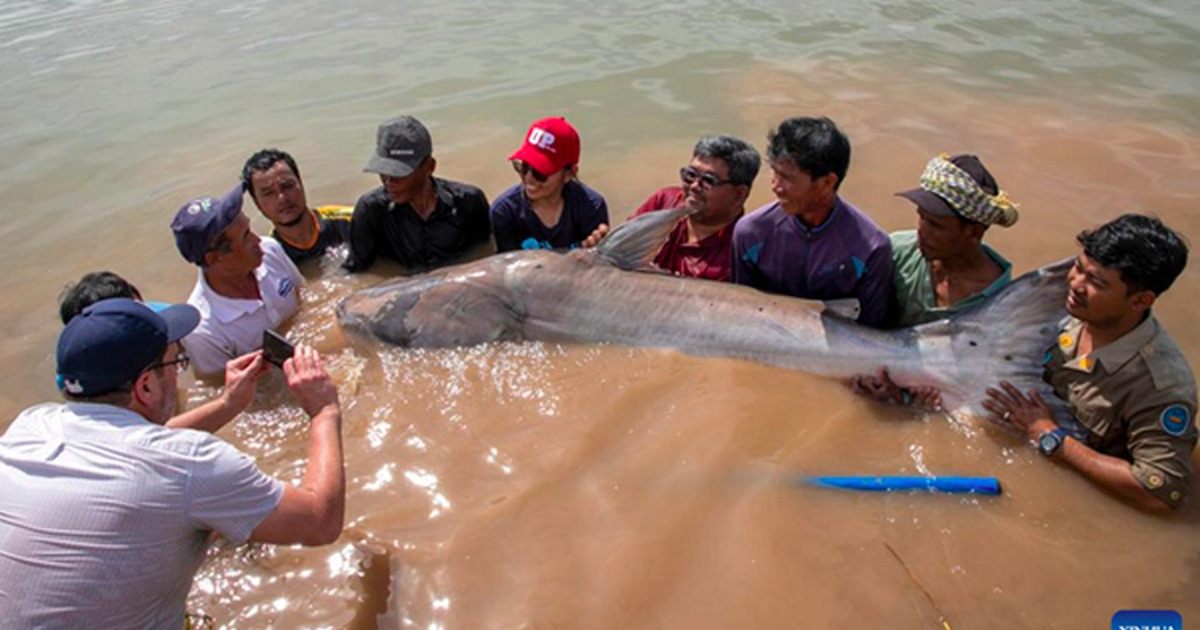 Lele Raksasa Mekong Langka Diselamatkan Rekor Penyelamatan