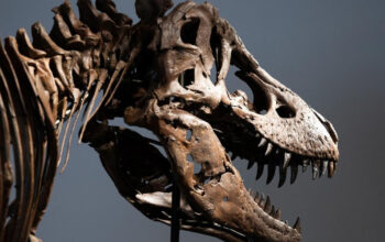 Mengejutkan Suhu Tubuh T-Rex Mirip Manusia Bukan Reptil Biasa