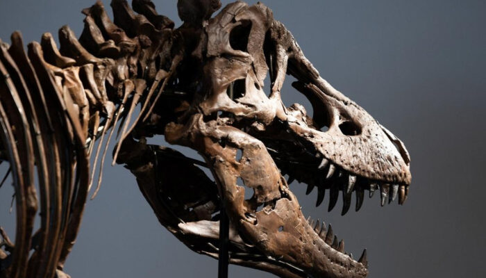 Mengejutkan Suhu Tubuh T-Rex Mirip Manusia Bukan Reptil Biasa