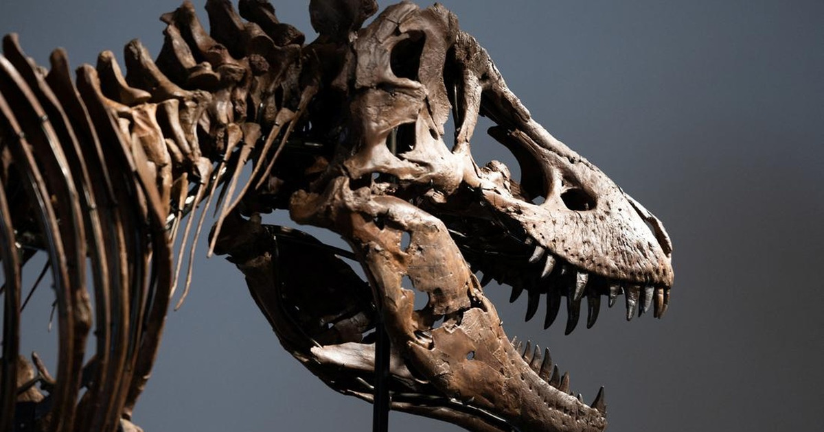 Mengejutkan Suhu Tubuh T-Rex Mirip Manusia Bukan Reptil Biasa