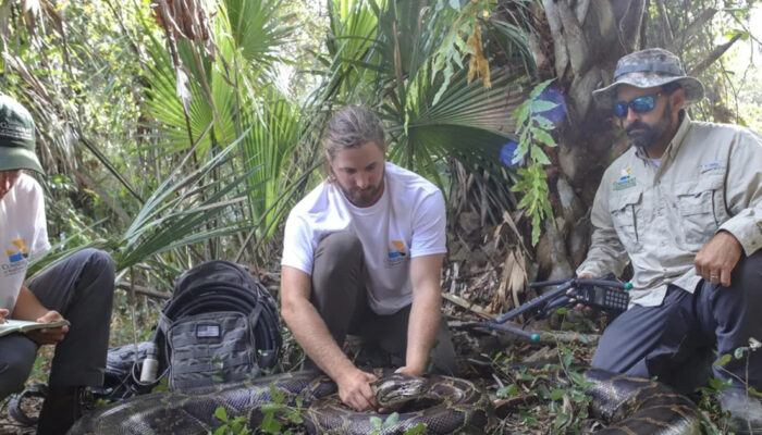 Peluang Emas Pemburu Piton Gaji Menggiurkan Florida Menanti