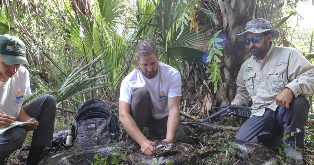 Peluang Emas Pemburu Piton Gaji Menggiurkan Florida Menanti